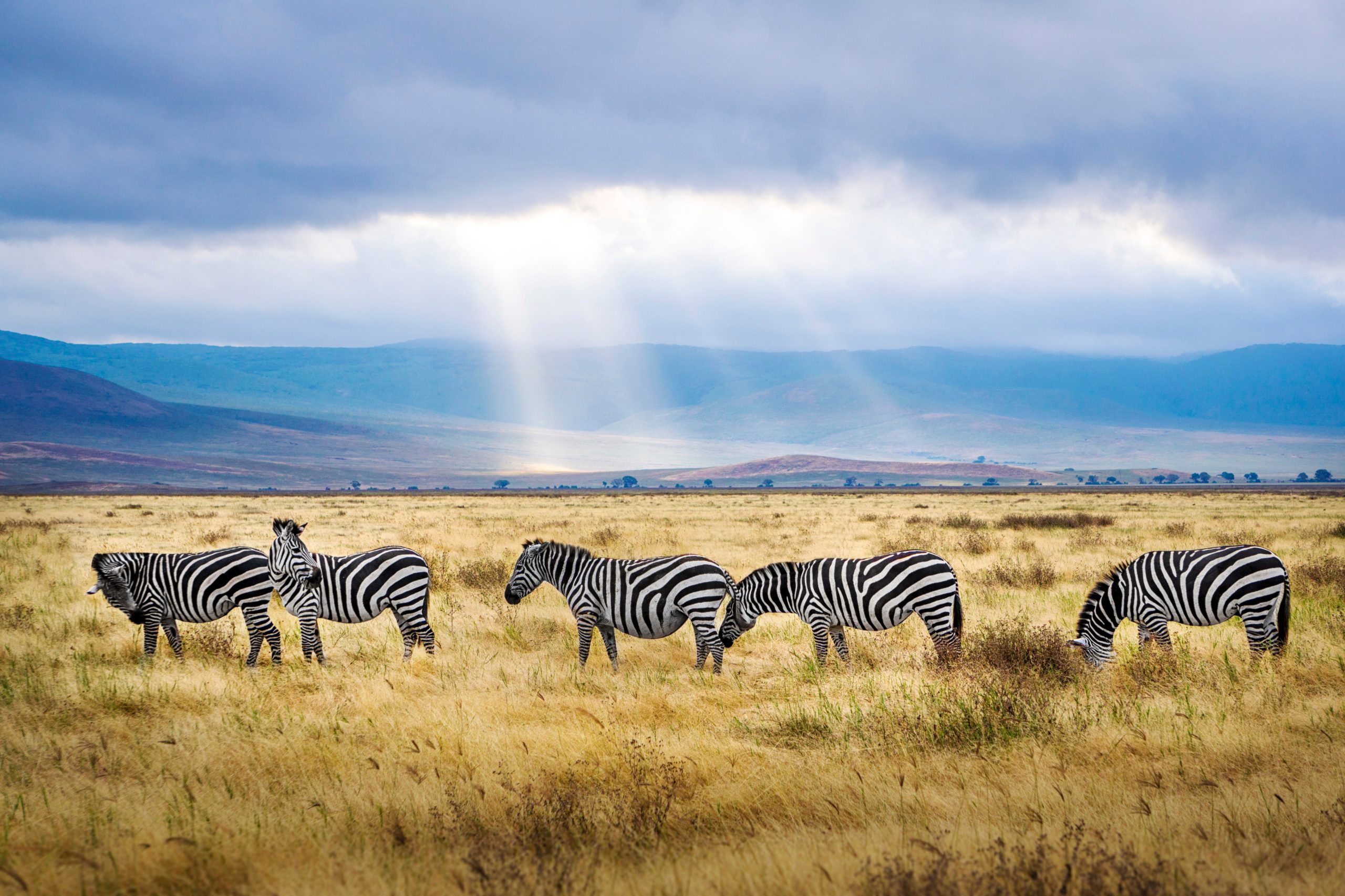 Ngorongoro